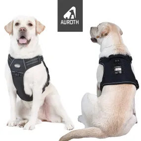 Training Harness